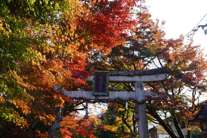 京都_紅葉_2020_鷺森神社　No13