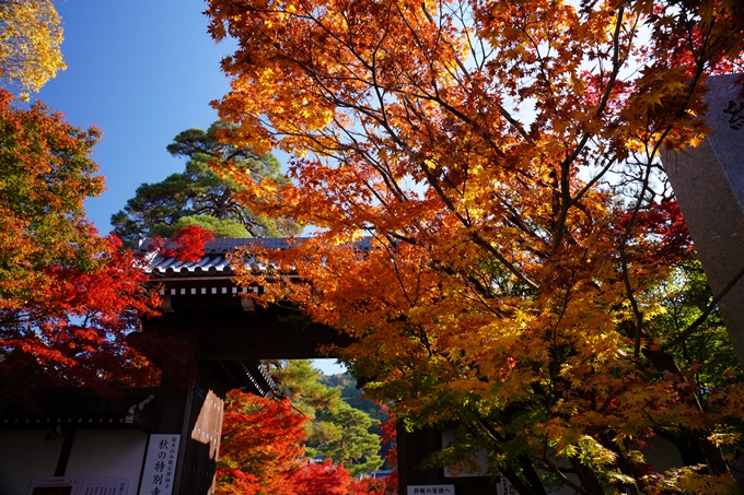 京都_紅葉_2020_永観堂　No2