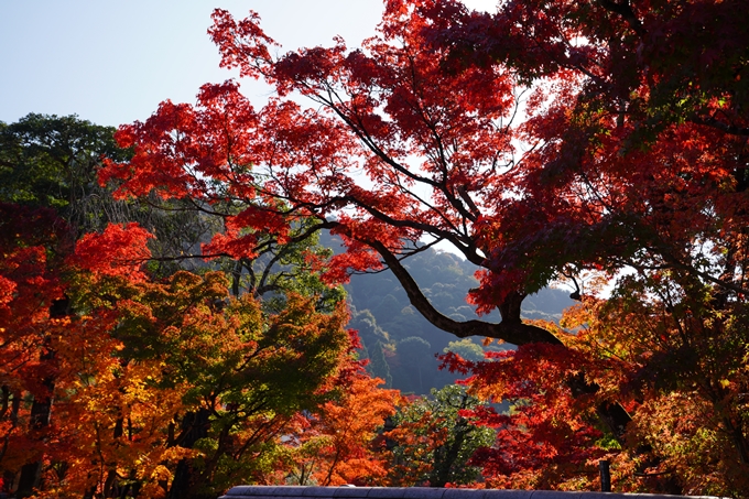 京都_紅葉_2020_永観堂　No4