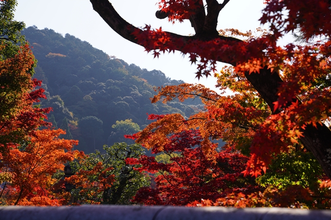 京都_紅葉_2020_永観堂　No5