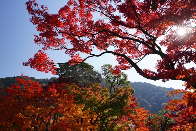 京都_紅葉_2020_永観堂　No6