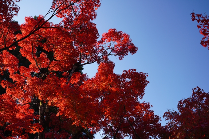 京都_紅葉_2020_永観堂　No7