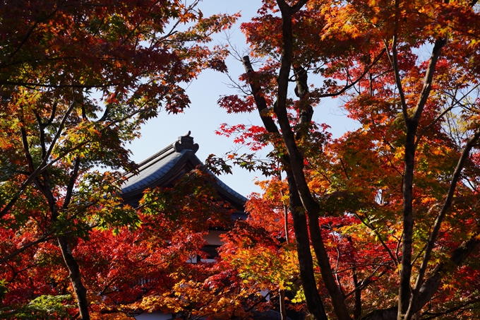 京都_紅葉_2020_永観堂　No8