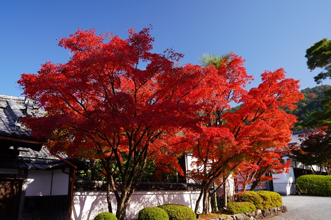 京都_紅葉_2020_永観堂　No9