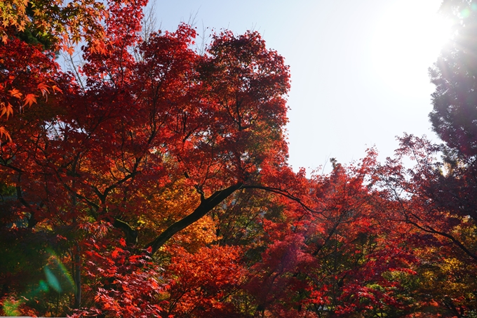 京都_紅葉_2020_永観堂　No11