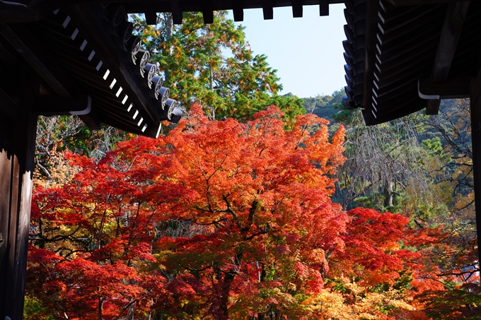 京都_紅葉_2020_永観堂　No13