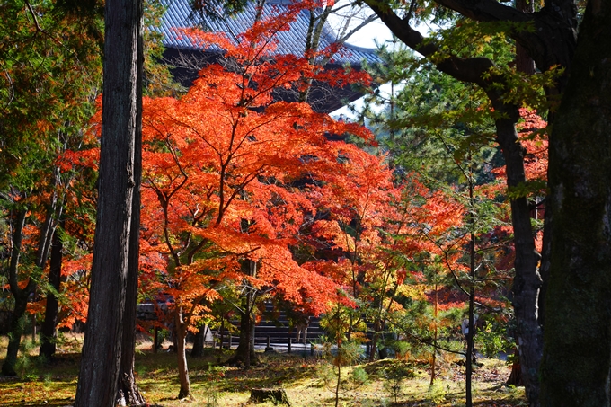 京都_紅葉_2020_南禅寺　No4