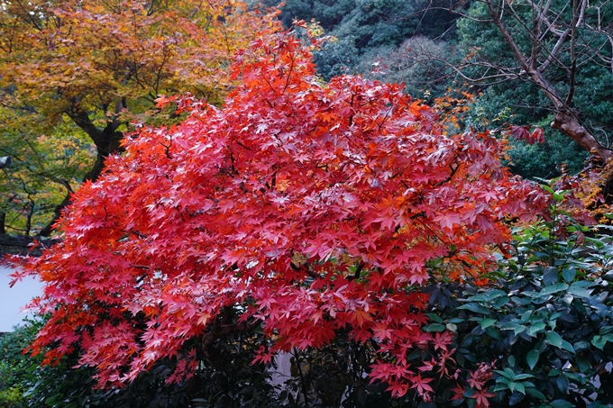 京都_紅葉_2020_最勝院　No3