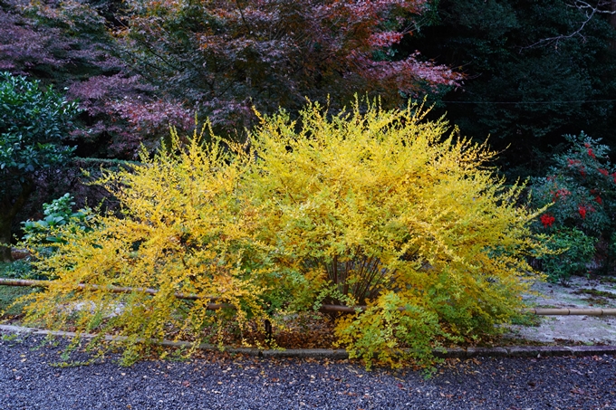 京都_紅葉_2020_最勝院　No5