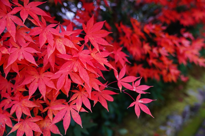 京都_紅葉_2020_最勝院　No11