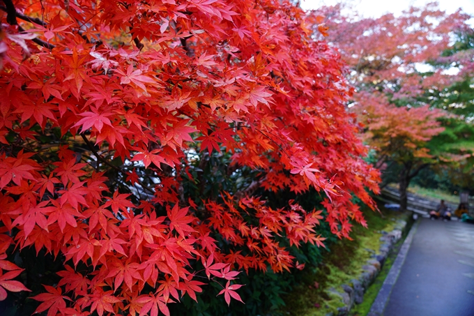 京都_紅葉_2020_最勝院　No10