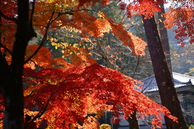 京都_紅葉_2020_南禅寺　No9