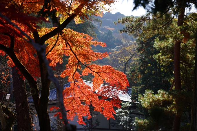 京都_紅葉_2020_南禅寺　No10