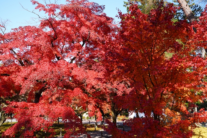 京都_紅葉_2020_南禅寺　No12