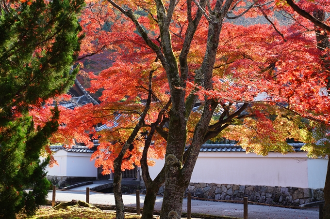 京都_紅葉_2020_南禅寺　No16