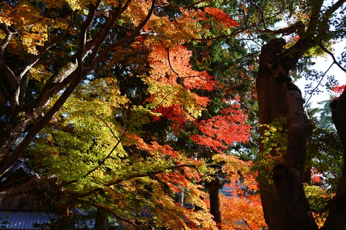 京都_紅葉_2020_南禅寺　No20