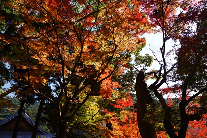 京都_紅葉_2020_南禅寺　No21