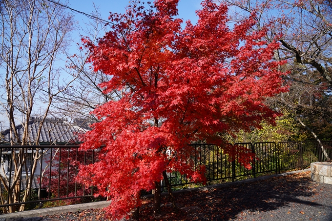 京都_紅葉_2020_哲学の道　No3