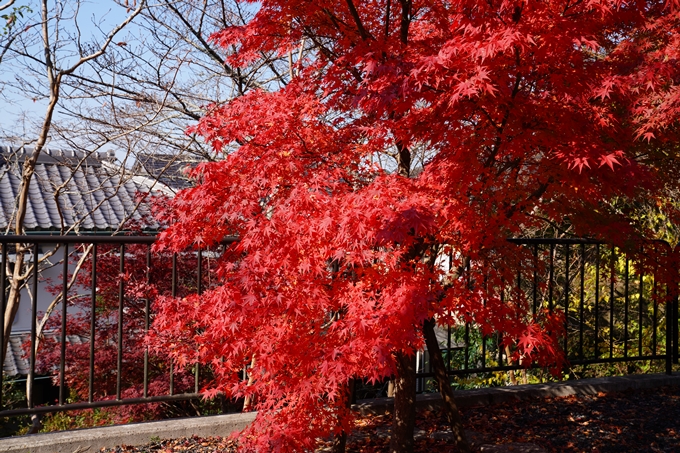 京都_紅葉_2020_哲学の道　No4