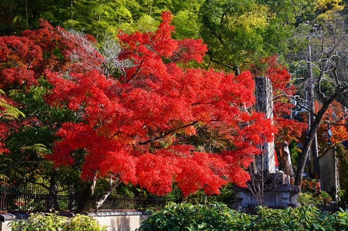 京都_紅葉_2020_哲学の道　No5