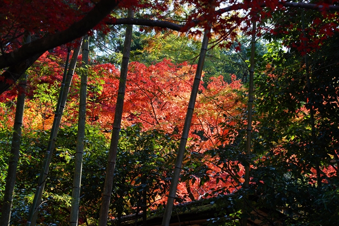 京都_紅葉_2020_哲学の道　No7