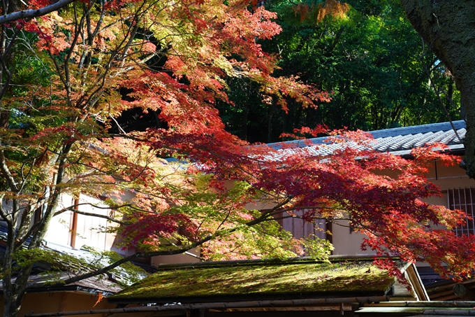 京都_紅葉_2020_哲学の道　No8