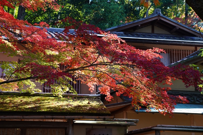 京都_紅葉_2020_哲学の道　No9