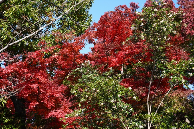 京都_紅葉_2020_哲学の道　No10