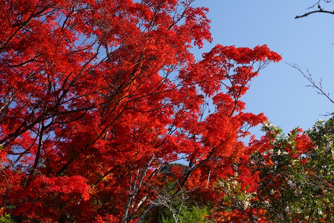 京都_紅葉_2020_哲学の道　No12