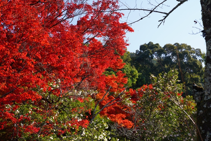 京都_紅葉_2020_哲学の道　No13