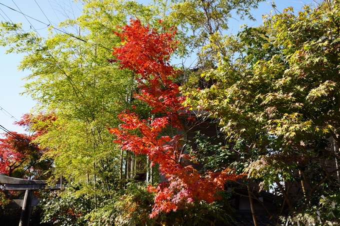 京都_紅葉_2020_哲学の道　No14