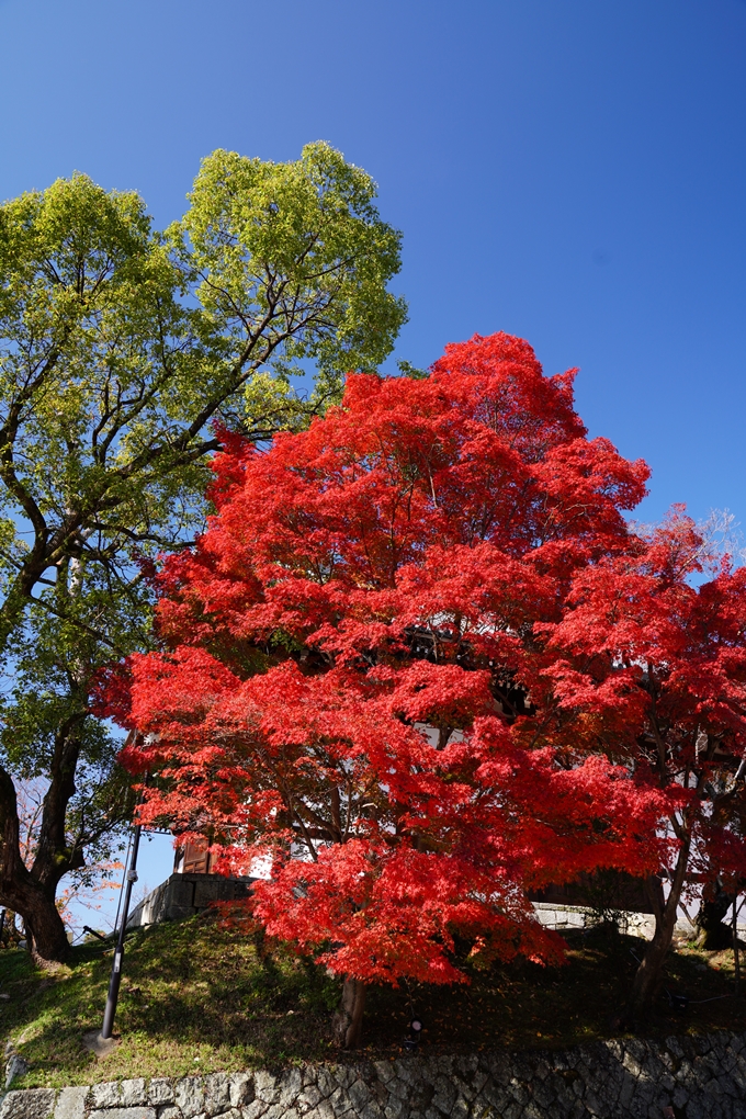 京都_紅葉_2020_金戒光明寺　No2