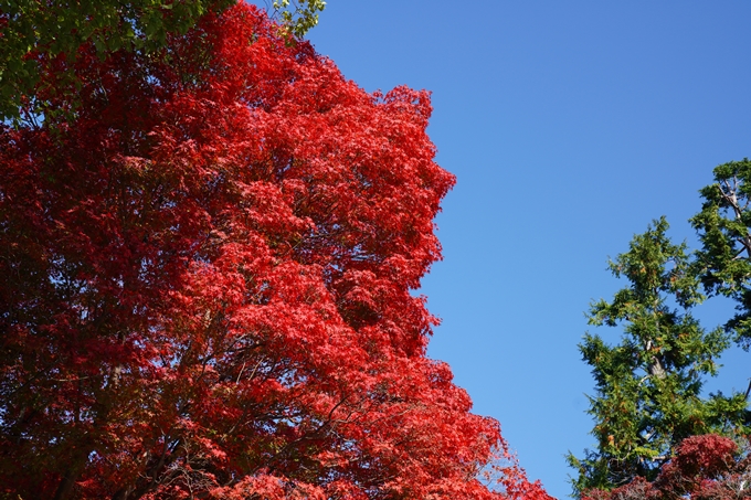 京都_紅葉_2020_金戒光明寺　No3