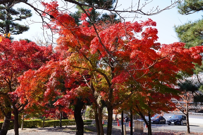 京都_紅葉_2020_金戒光明寺　No4