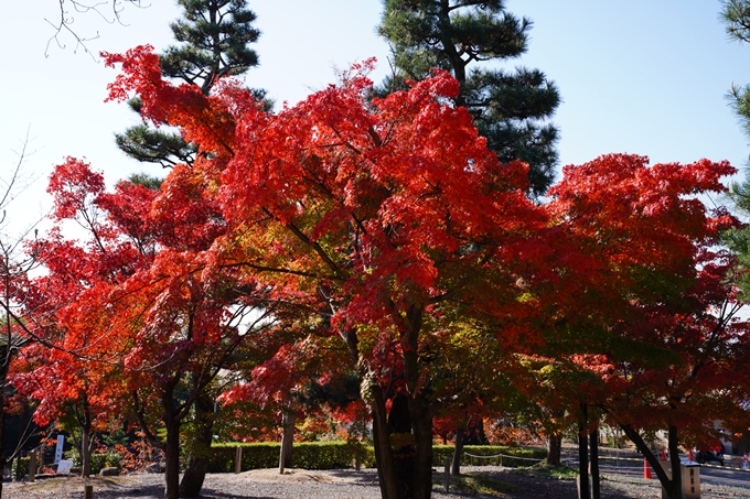 京都_紅葉_2020_金戒光明寺　No5