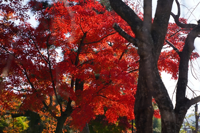 京都_紅葉_2020_金戒光明寺　No7