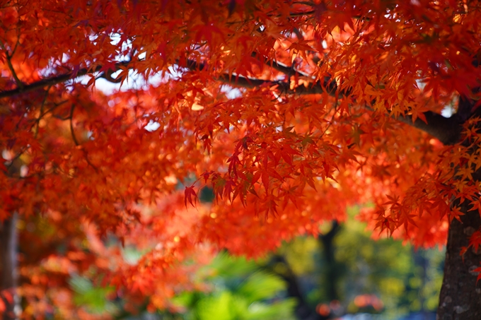 京都_紅葉_2020_金戒光明寺　No8