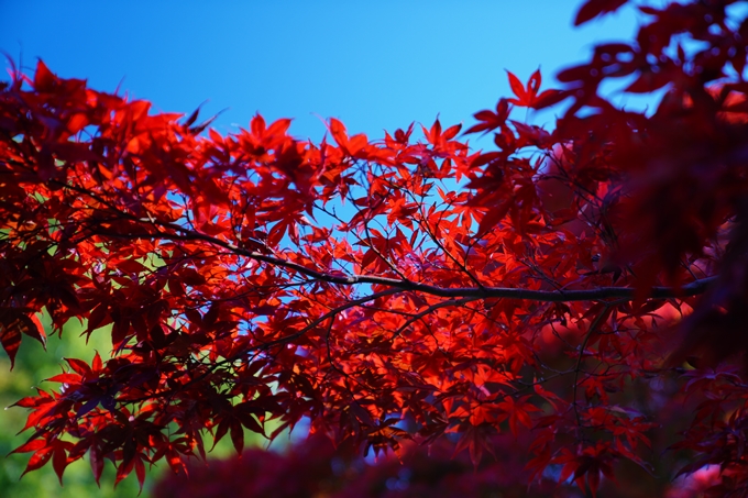 京都_紅葉_2020_金戒光明寺　No10