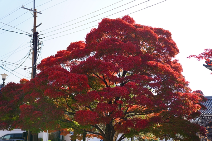 京都_紅葉_2020_金戒光明寺　No11