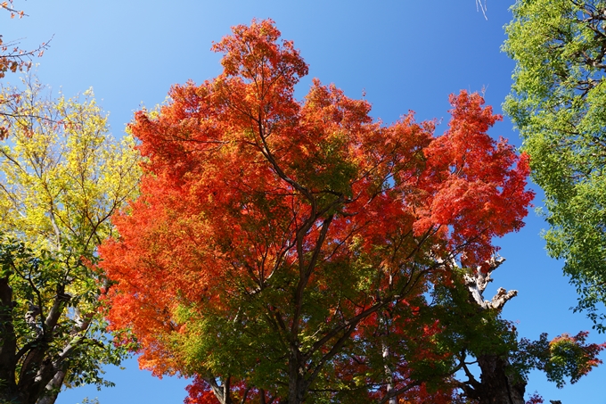 京都_紅葉_2020_栄摂院　No2