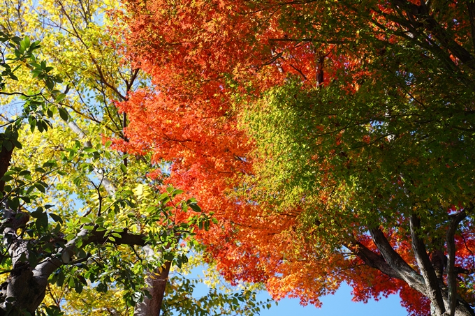 京都_紅葉_2020_栄摂院　No3