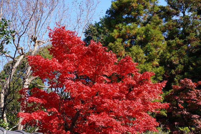 京都_紅葉_2020_栄摂院　No4