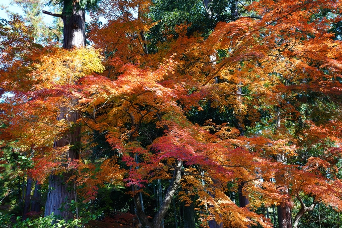 京都_紅葉_2020_栄摂院　No5