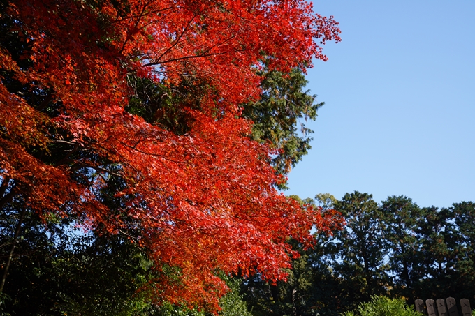 京都_紅葉_2020_栄摂院　No6