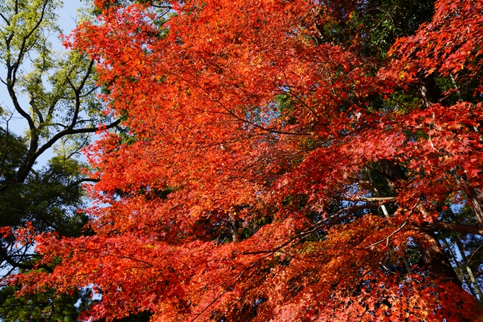 京都_紅葉_2020_栄摂院　No7