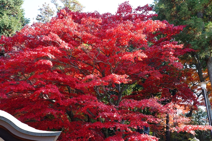 京都_紅葉_2020_栄摂院　No8