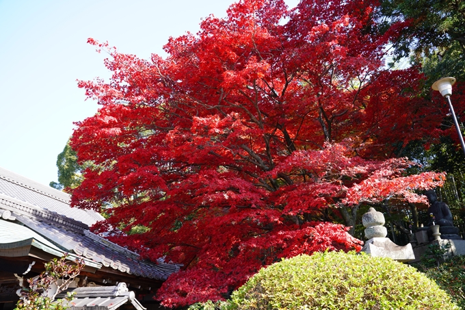 京都_紅葉_2020_栄摂院　No9