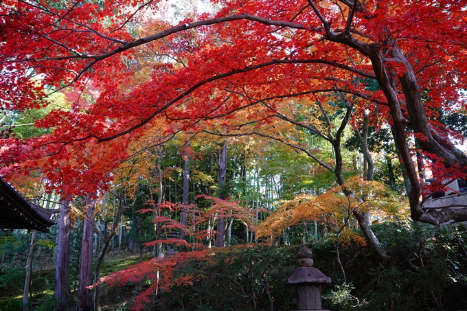 京都_紅葉_2020_栄摂院　No10