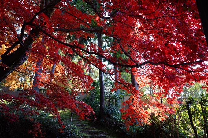 京都_紅葉_2020_栄摂院　No11