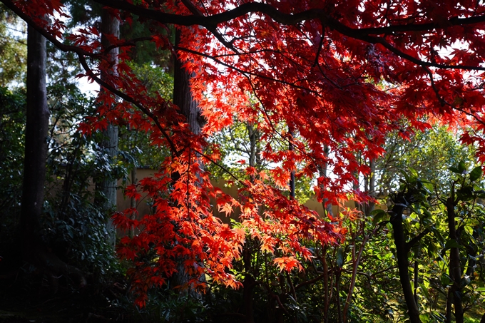 京都_紅葉_2020_栄摂院　No12